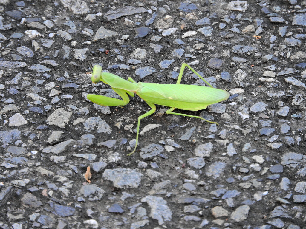 蟷螂に道を塞がれて喧嘩した・・（笑）　１