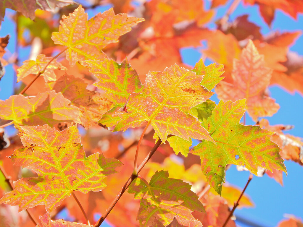 カエデの紅葉　３