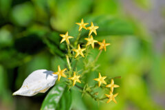 コンロンカ（崑崙花）
