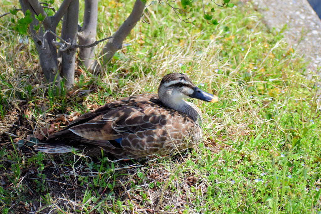3月9日生まれのｶﾙｶﾞﾓの雛ちゃん12羽～8羽へ無事　５