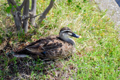 3月9日生まれのｶﾙｶﾞﾓの雛ちゃん12羽～8羽へ無事　５