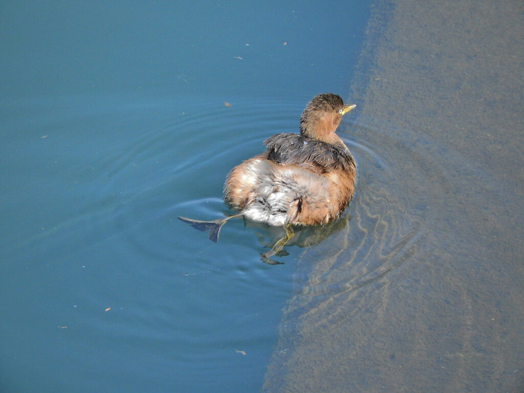 カイツブリ　１