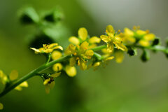 金水引（キンミズヒキ）の花　３