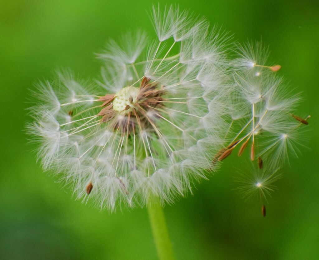 白花蒲公英・綿毛・種　６