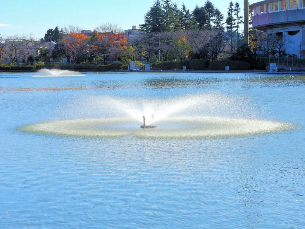 等々力緑地公園・・釣り堀池で・・・３