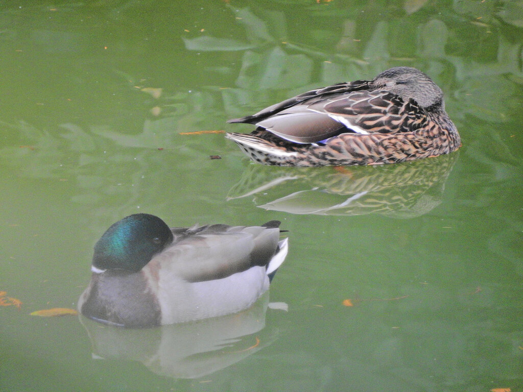 等々力緑地公園・・釣り堀池で　マガモさん　１