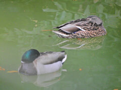 等々力緑地公園・・釣り堀池で　マガモさん　１