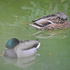 等々力緑地公園・・釣り堀池で　マガモさん　１