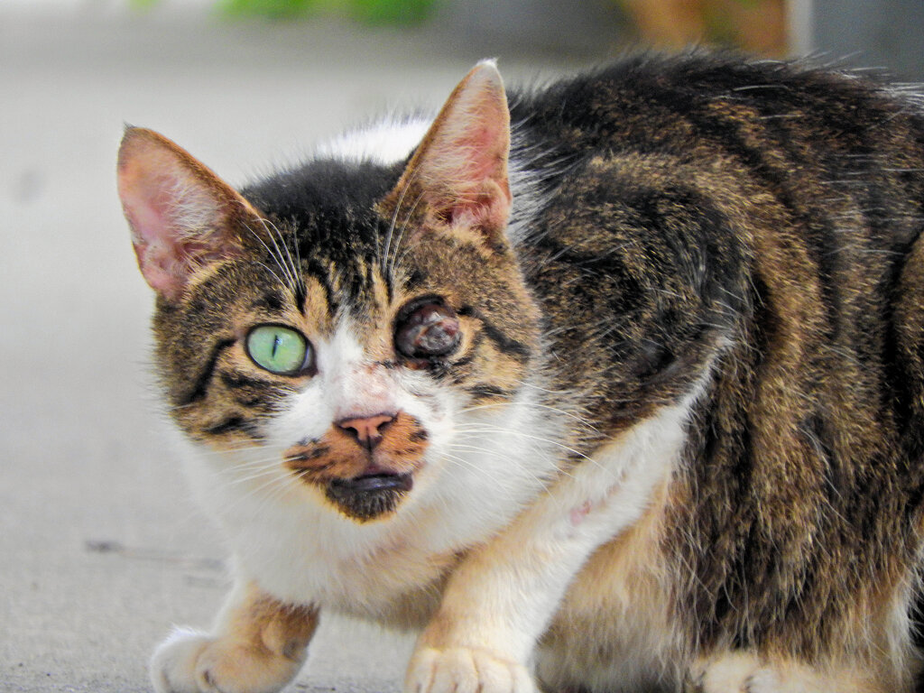 街で出合った野良にゃん　2/2