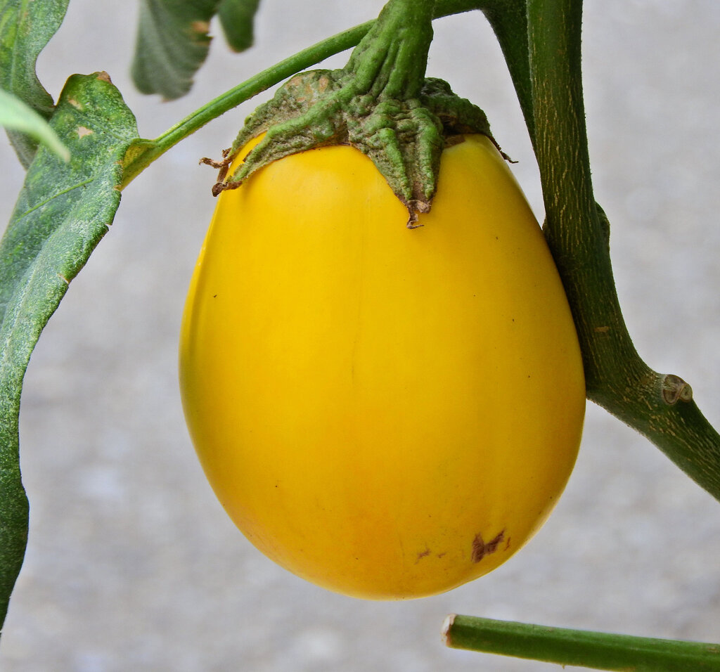 黄色い茄子　４