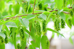 「熊四手（くましで）」の果穂　１