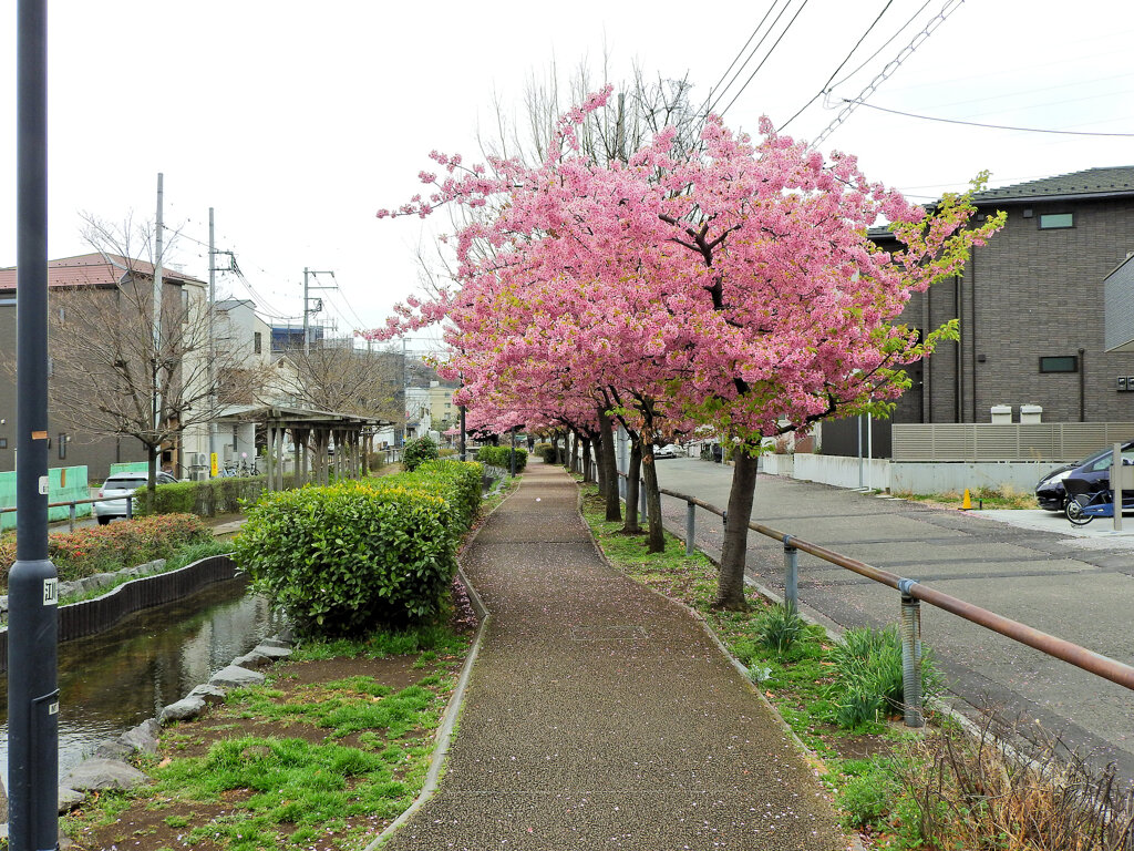 私の散歩道・せせらぎ遊歩道・河津桜　１