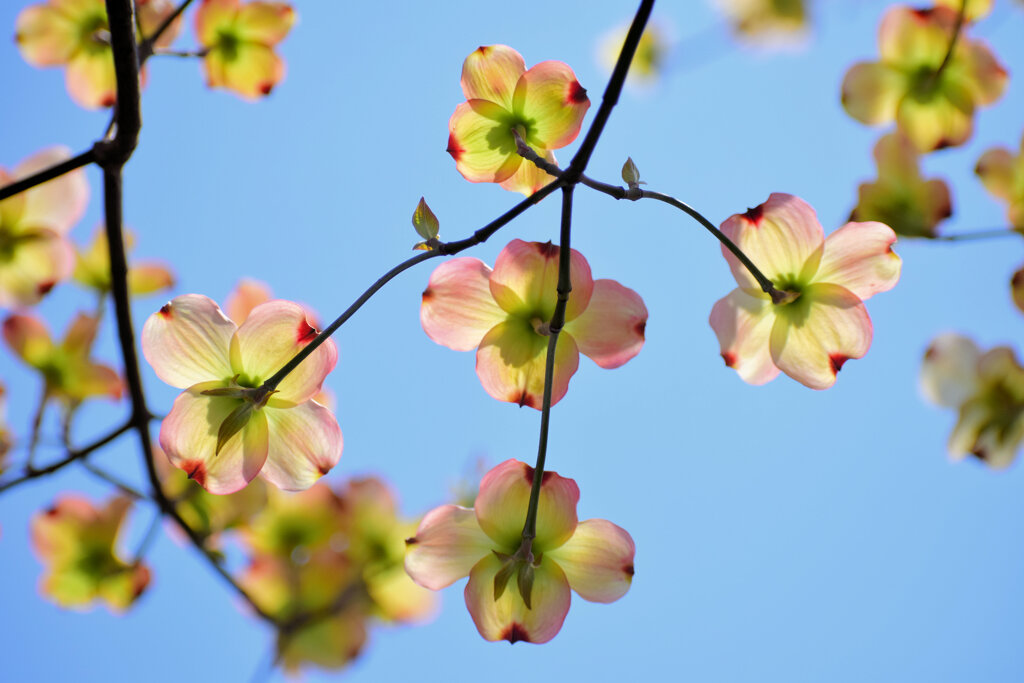 花水木　１１