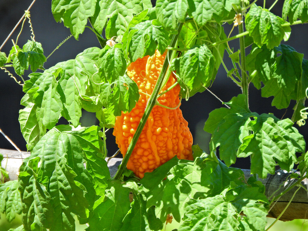 熟したゴーヤー　２