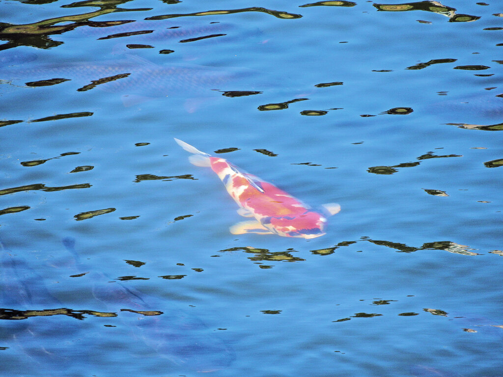 矢上川で錦鯉　１