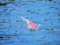 矢上川で錦鯉　１