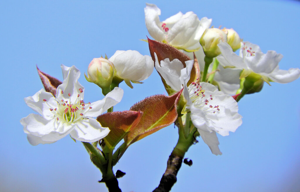 ニホンヤマナシ（日本山梨）の花　③