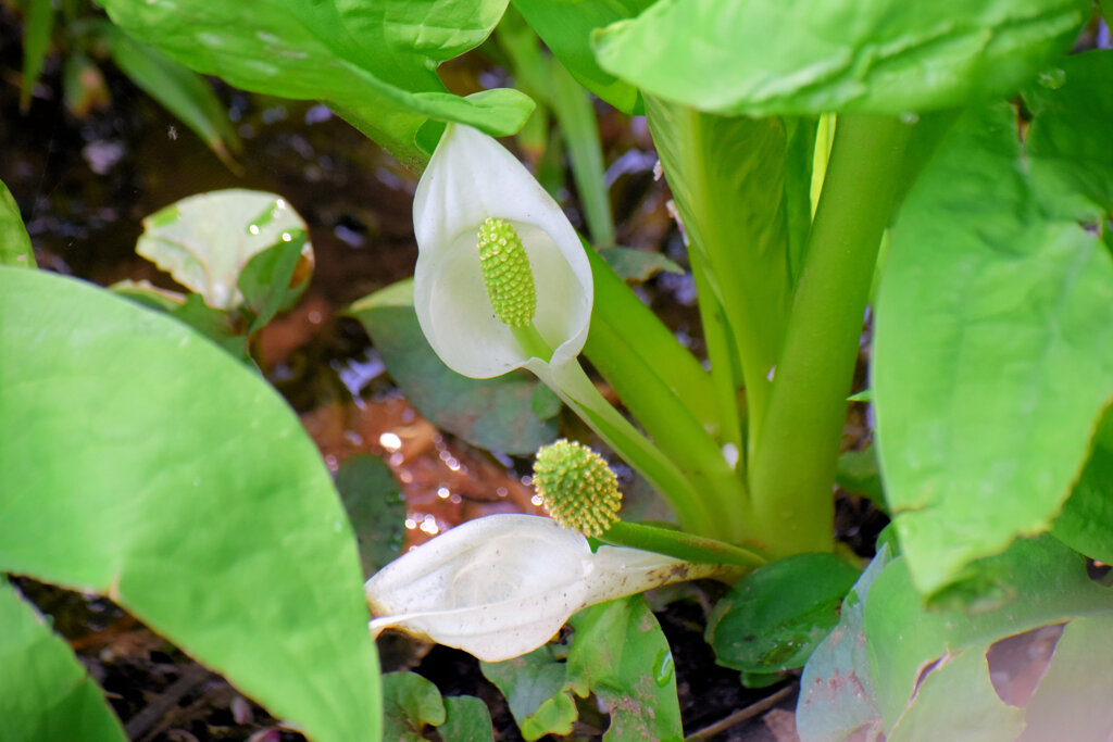 水芭蕉　３