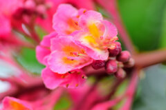 紅花栃の木（ベニバナトチノキ）　３