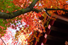 紅葉　⑧