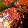 紅葉　⑧