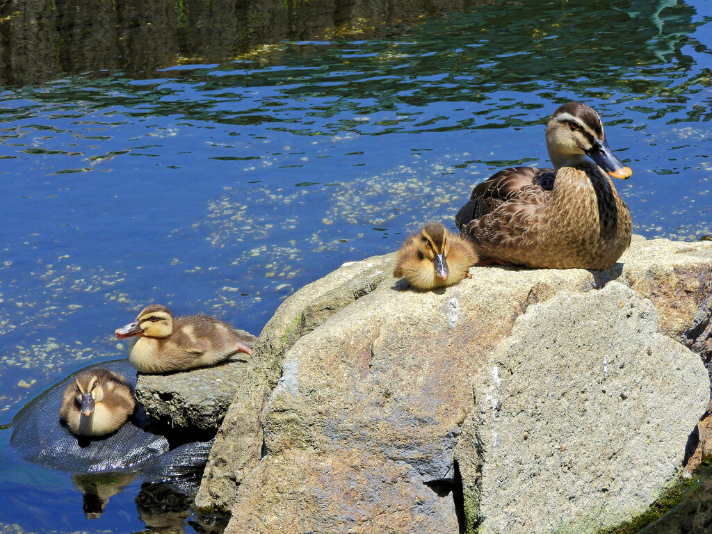 カルガモさん　５