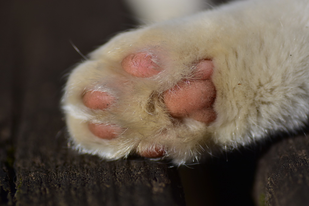 昨晩投稿した肉球の持ち猫　８