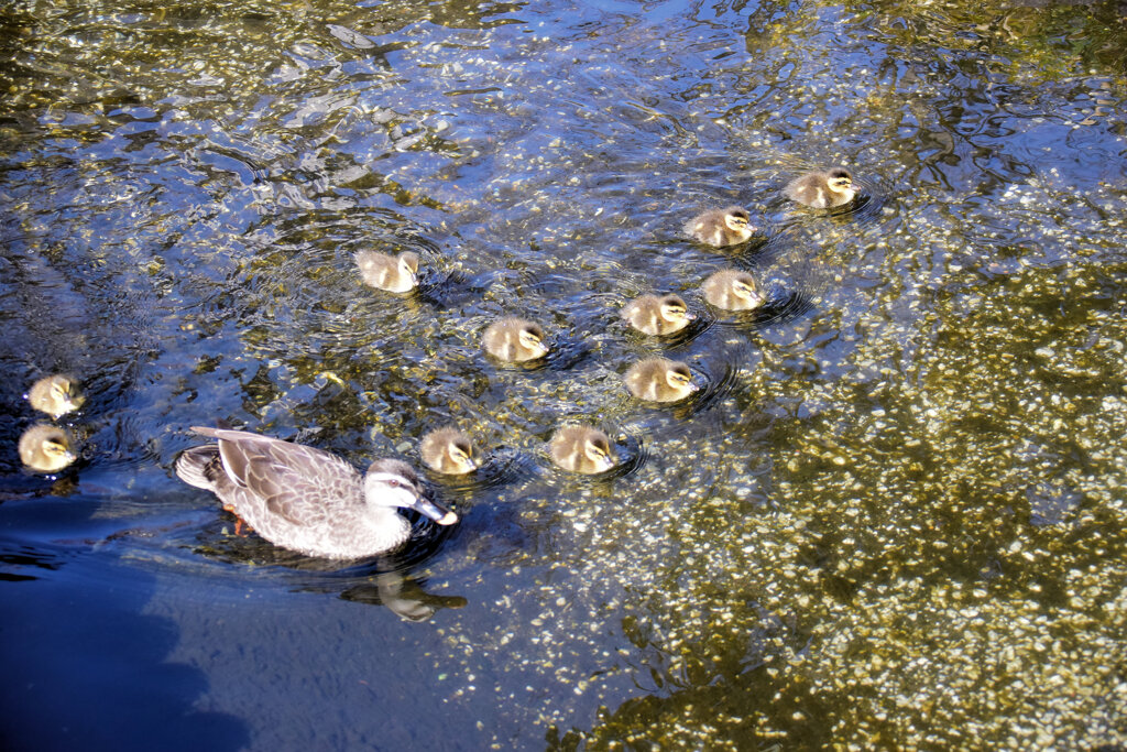 本日は私の誕生日・ｶﾙｶﾞﾓの雛が11羽誕生(=^～^)oうれちっ♪６