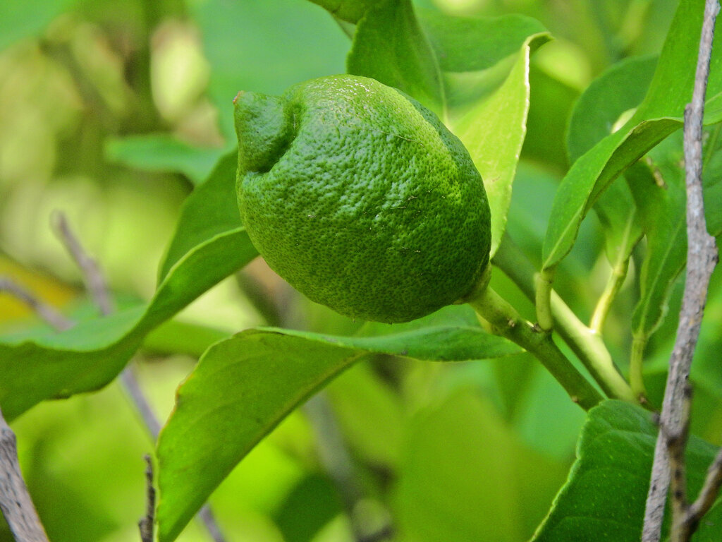 檸檬の若い実　４