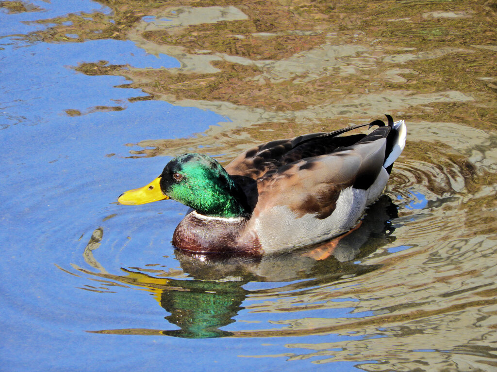 矢上川でマガモ　７