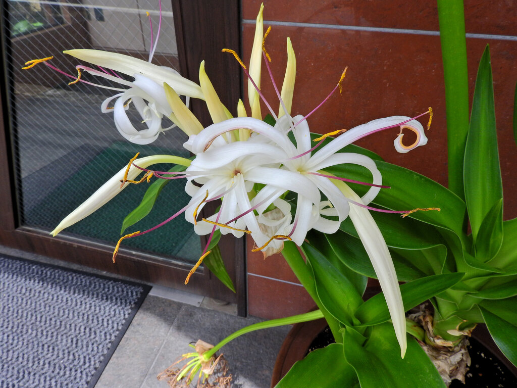 浜木綿 （はまゆう）　花