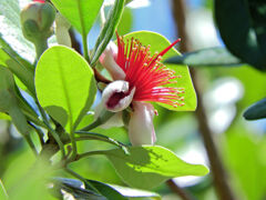 フェイジョア   (Feijoa)　１