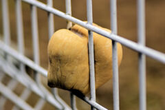 柵に挟まったままのバターナッツ南瓜・・先っぽ折られた　１