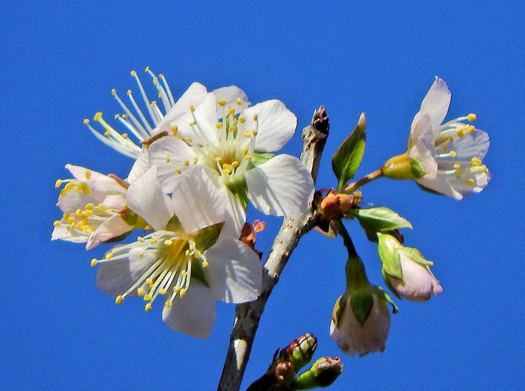 ヒマラヤ桜　開花　４