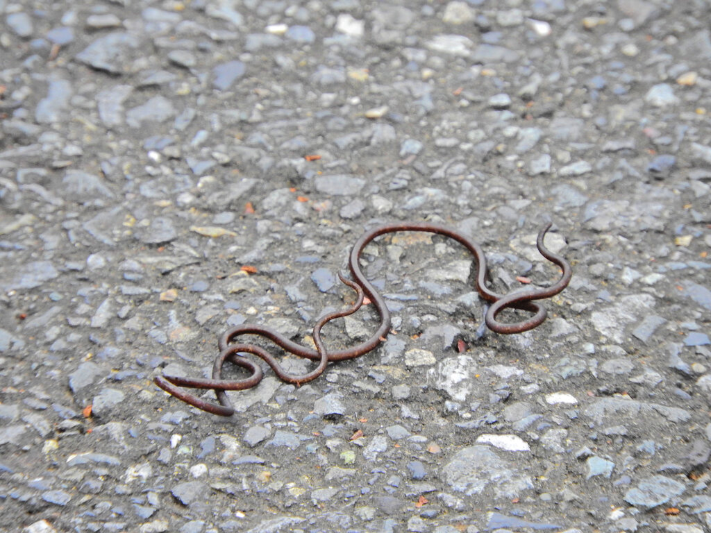 ハリガネムシ（針金虫）５