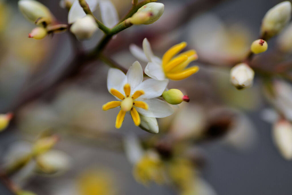 南天の花　１