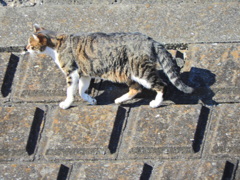 2023初猫にゃん(=^☻ω☻^=)　5/6