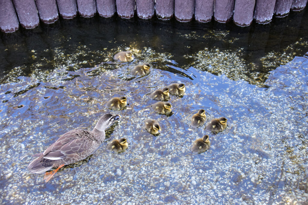 本日は私の誕生日・ｶﾙｶﾞﾓの雛が11羽誕生(=^～^)oうれちっ♪７