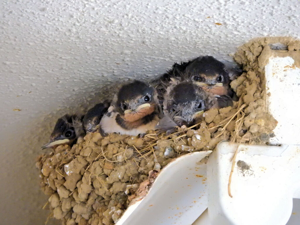 燕の雛ちゃん・・ご飯まだかなぁ～１　