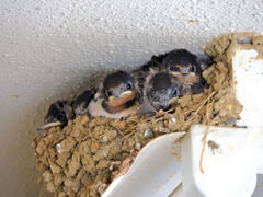 燕の雛ちゃん・・ご飯まだかなぁ～１　