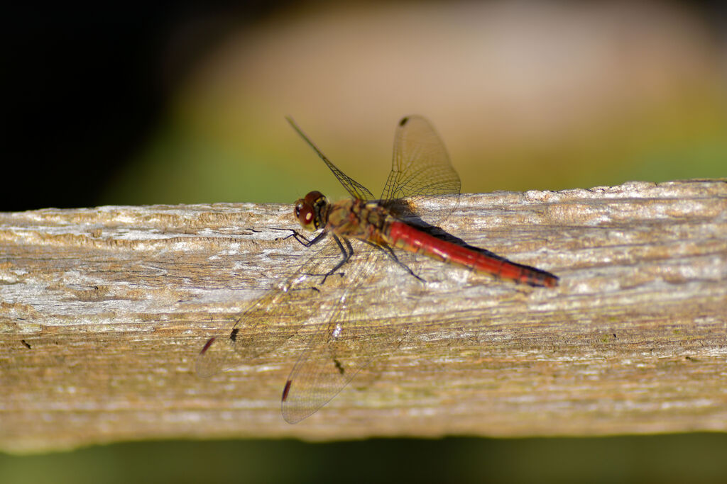 アキアカネ　１