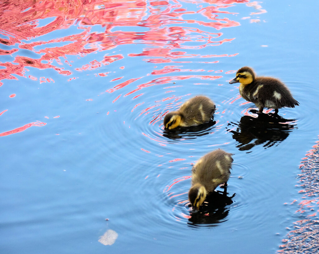 私の散歩道・・せせらぎ遊歩道　１２