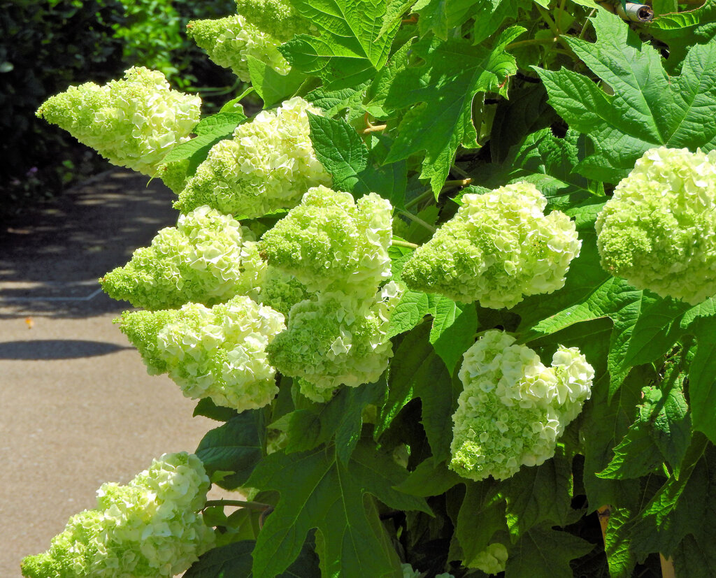 抹茶かき氷　柏葉紫陽花　２