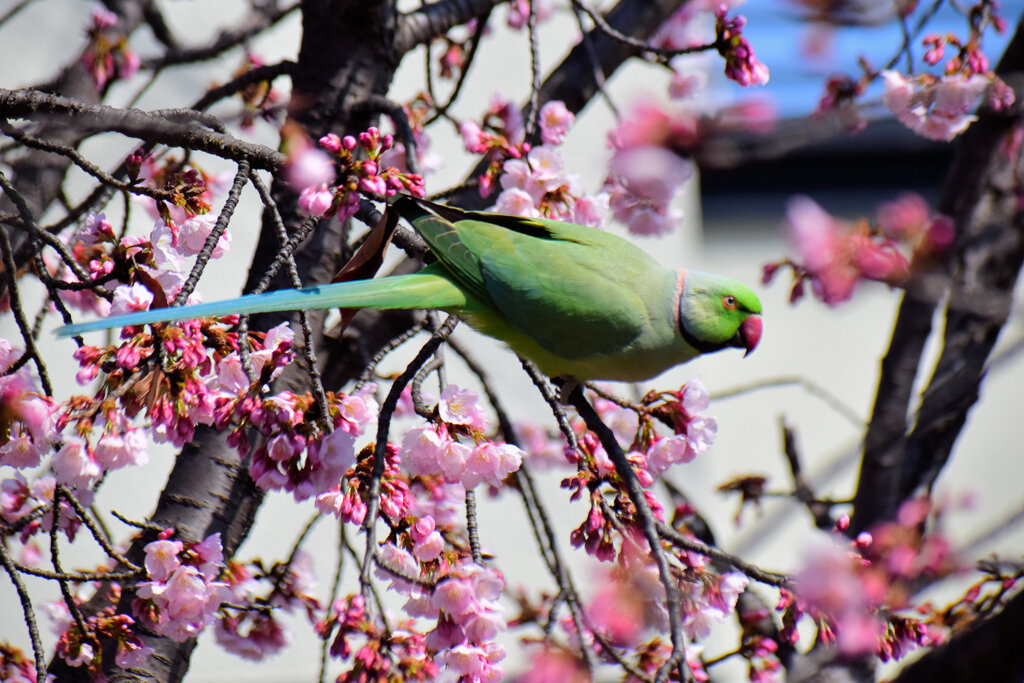 大寒桜を荒らすワカケホンセイインコ　３