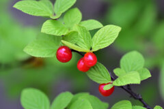 熟した山桜桃の実　４