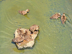 日テレの番組で紹介された昨日カルガモ親子の引っ越し・その後３