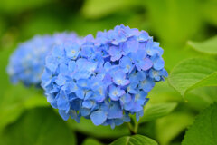 私の♡を探して・・・紫陽花編　３