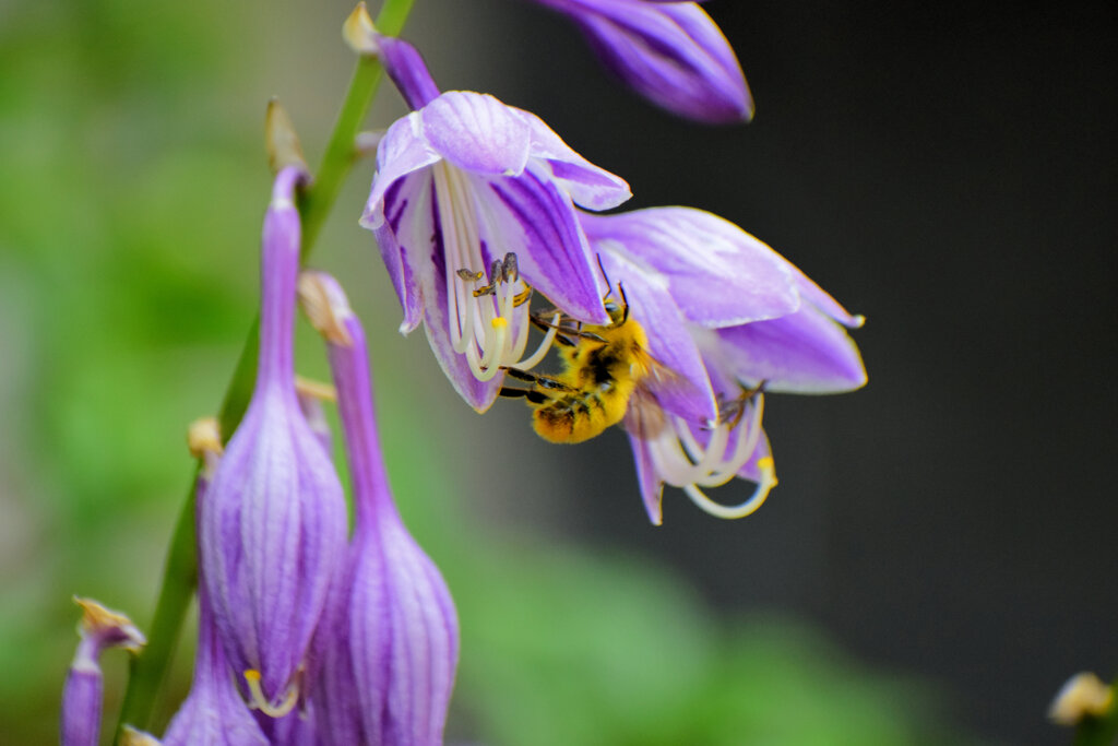 ギボウシ（擬宝珠）に夢中な蜂さん　４