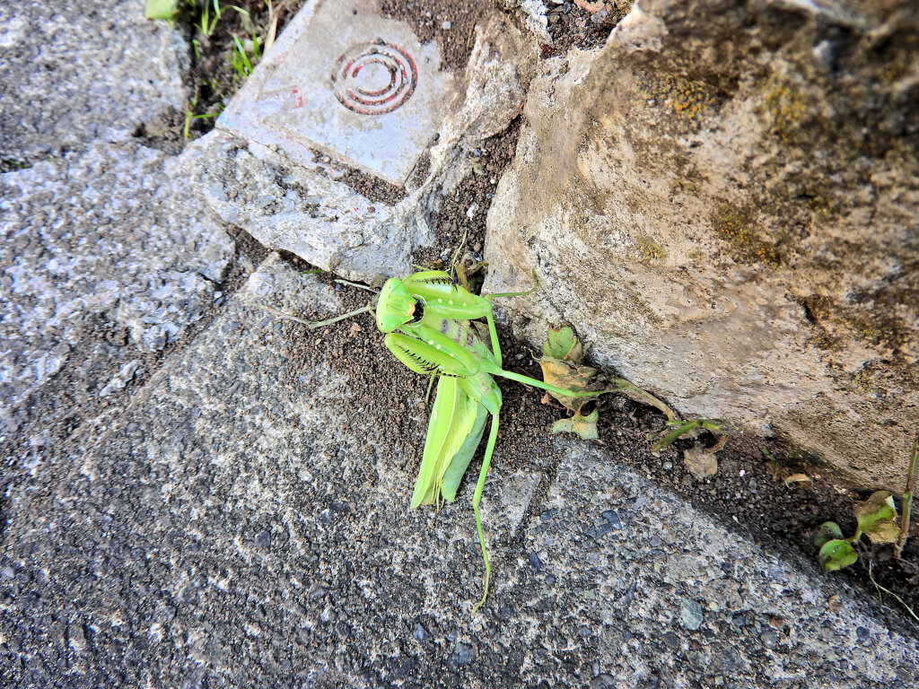 蟷螂に道を塞がれて喧嘩した・・（笑）　３