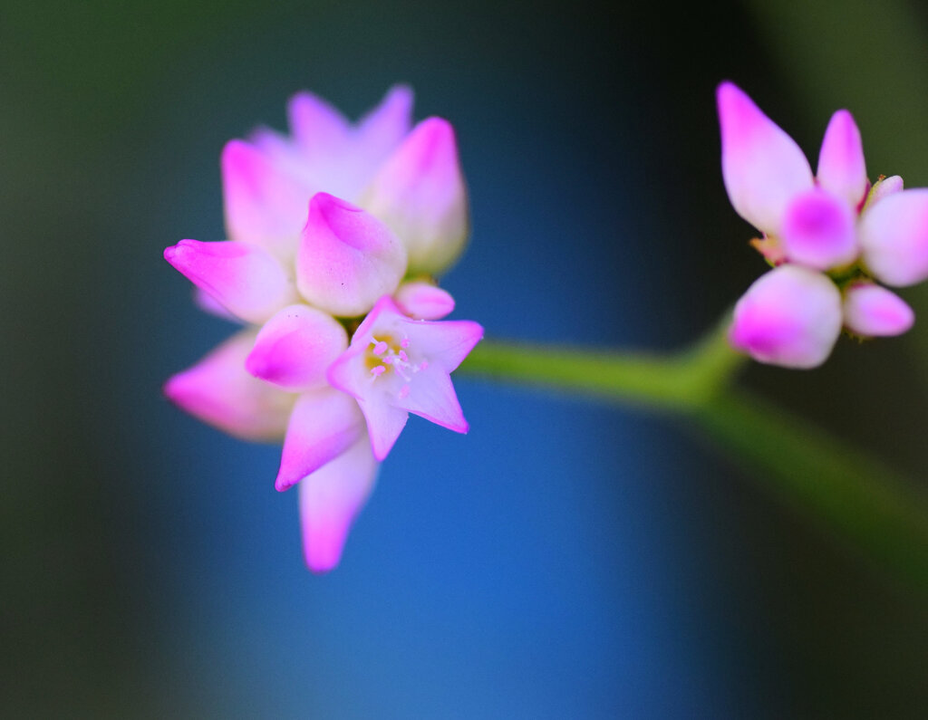 継子の尻拭 （ままこのしりぬぐい）　３